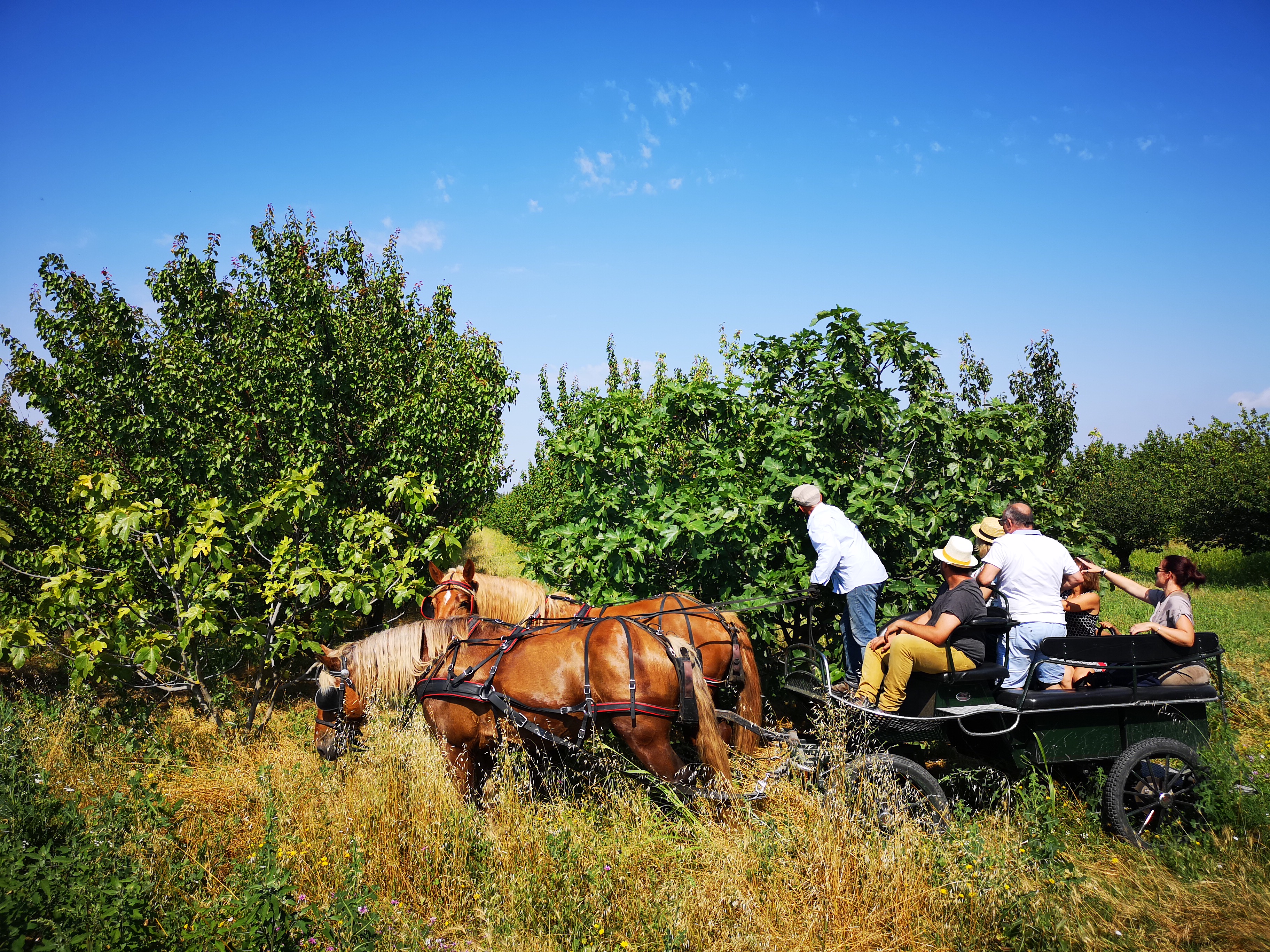 Balade en calèche