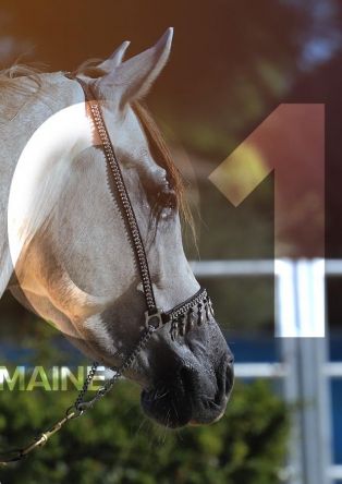 Grande Semaine sur le site du Haras National d’Uzès