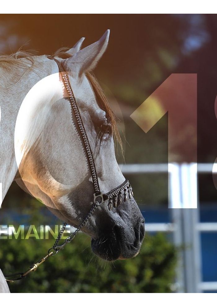 Grande Semaine sur le site du Haras National d’Uzès